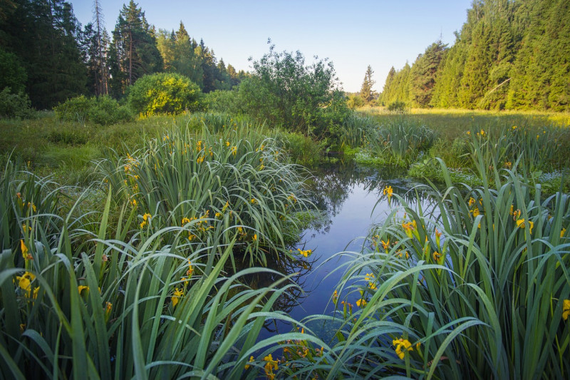 Iris pseudacorus – Gele Lis-inheemse-natuurlijk-vijver-filter-helder-water-tegen-algen-algengroei